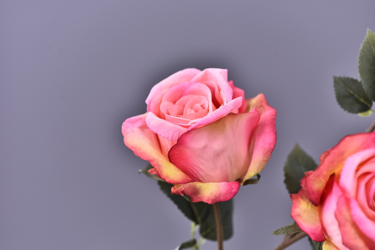 Factory wholesale of 5-head simulated rose with charred edges, retro Greek rose, living room, hotel and homestay photography props rose pic 45