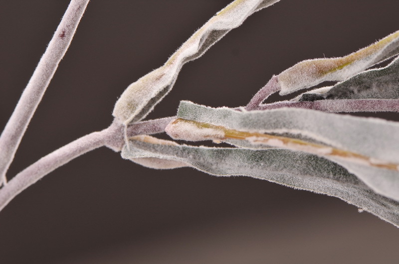 Dongli Flower Industry Factory Direct sales, wholesale of artificial flowers and fake flowers, 2-fork-scented green leaves, home decoration sample rooms, photography fake flower ornaments, one-piece consignment pic 16