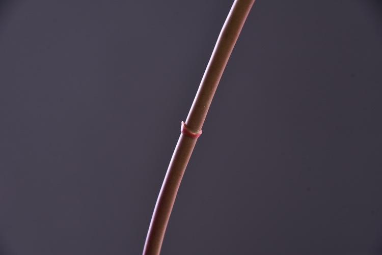 Huazhi Artificial Flower Xiaoli Flower, high-end artificial Xiaoli Chrysanthemum, Home wedding model room decoration Artificial Flower Xiaoli Flower pic 7