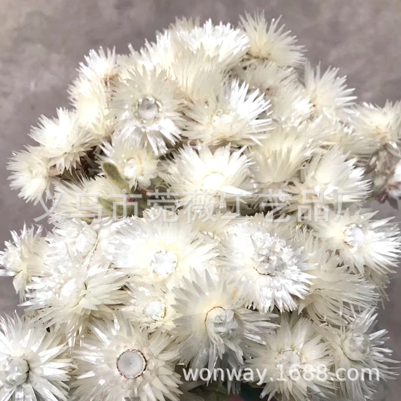 Natural plant preservation eternal flower Atlantis wood hydrangea floating bottle, special for flower arrangement handicrafts pic 10