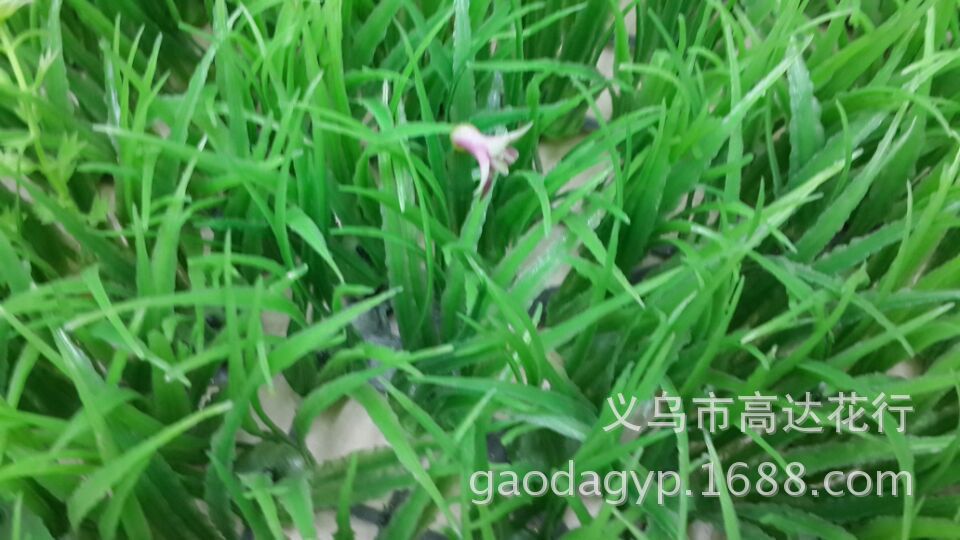 Plastic lawn, little star, little purple flower, water plant, plastic water plant, artificial money lawn, eucalyptus lawn pic 9