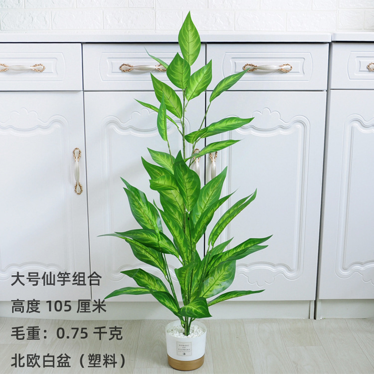 大号仙竽组合北欧白石 副本