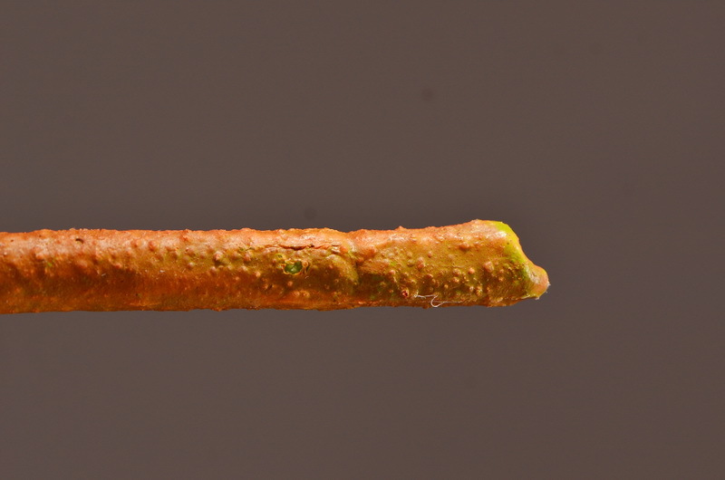 Wholesale of high-end artificial flowers such as faux emperor flower, South African princess flower, flocked faux flowers, hotel banquet table flowers, and homestay decoration pic 16