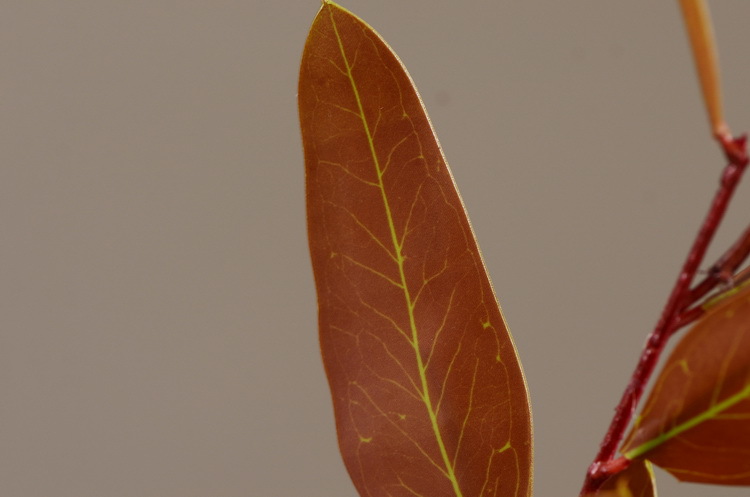 Dongli Flower Industry, the original manufacturer, offers direct sales of green plants in stock, wholesale of artificial leaves, round leaves with fruits, eucalyptus leaves, eucalyptus leaves, and one-piece consignment pic 36