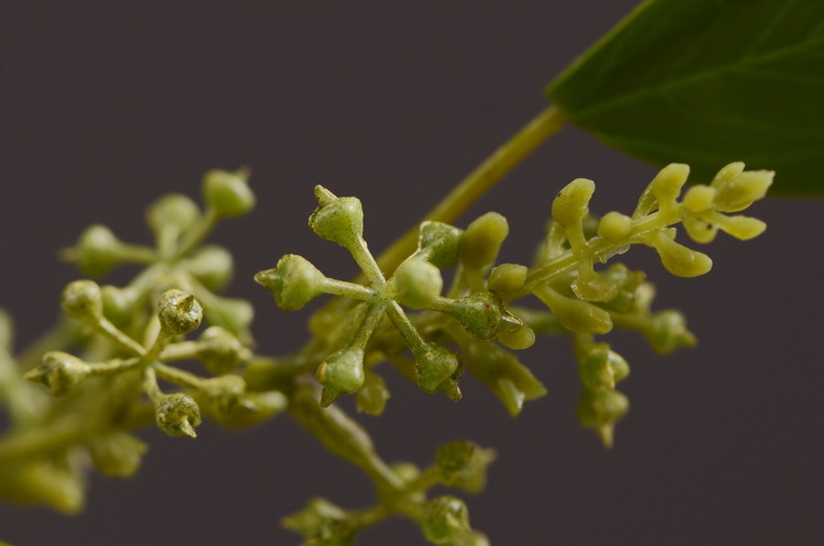 Dongli Flower Industry Decoration Green Nordic Home Artificial Flower Plants Wholesale Flower arrangement materials Artificial leaves, small branches with fruits eucalyptus leaves pic 13