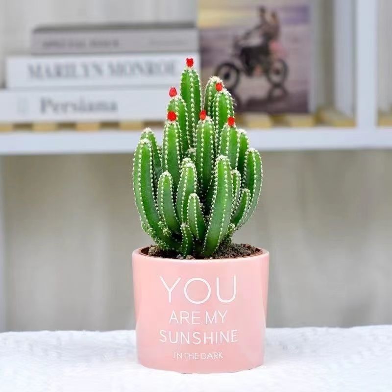 开花聚财山仙人掌办公室内花卉盆栽桌面摆设装饰招财花盆好养不死详情5