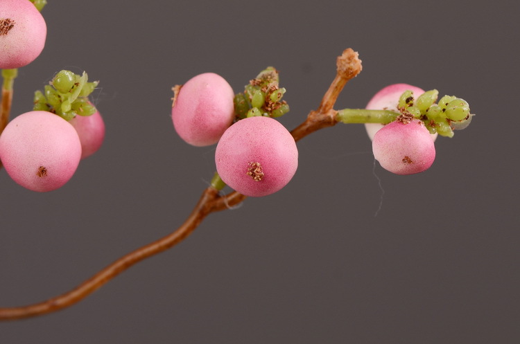 Dongli Wholesale Factory Director Direct sales of artificial ginkgo nuts, artificial flowers, wholesale of artificial flowers, home decorations, living room and dining room flower arrangements, flower art, artificial berries and fruits, one-piece consignment pic 12