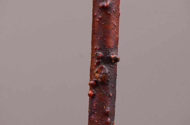 Factory direct sales, wholesale of in-stock inventory of artificial large needle cushion flowers, artificial flower sets, wholesale of living room, dining table, entrance hall, desktop decoration, flower arrangement and ornaments pic 29