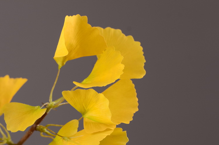 Dongli yellow artificial leaves, artificial ginkgo leaves, artificial trees, engineering landscaping, wedding decoration, artificial branches, Nordic artificial plant leaves pic 24