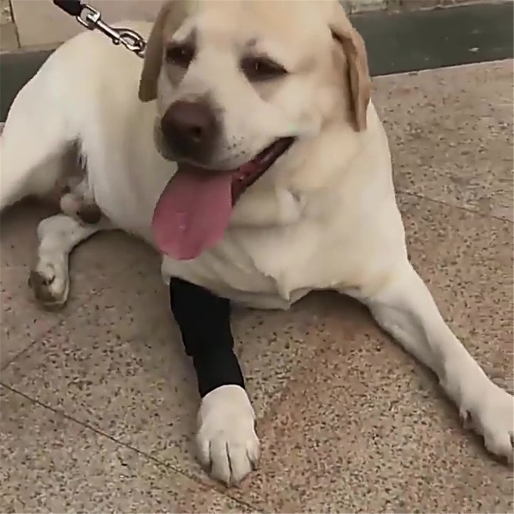 Pet knee pads, dog injury protection covers, pet surgery recovery joint protection leg guards, durable pet supplies pic 6