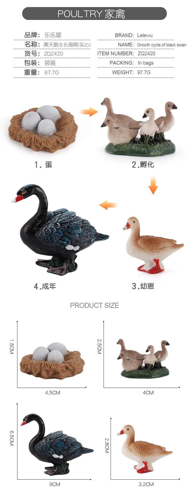 家禽成长周期_08.jpg