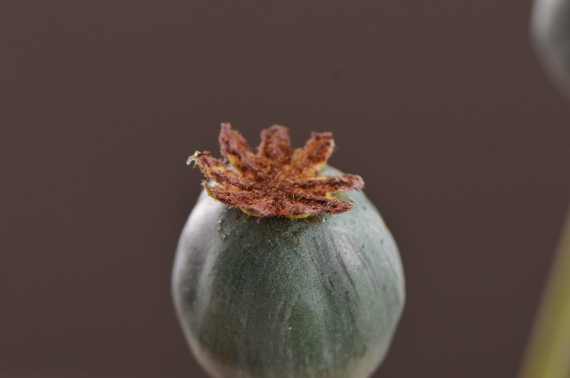 Original factory products, artificial fruits, flower arrangement materials, wabi-sabi style, simple country style, artificial fruits wholesale, artificial flowers pic 28