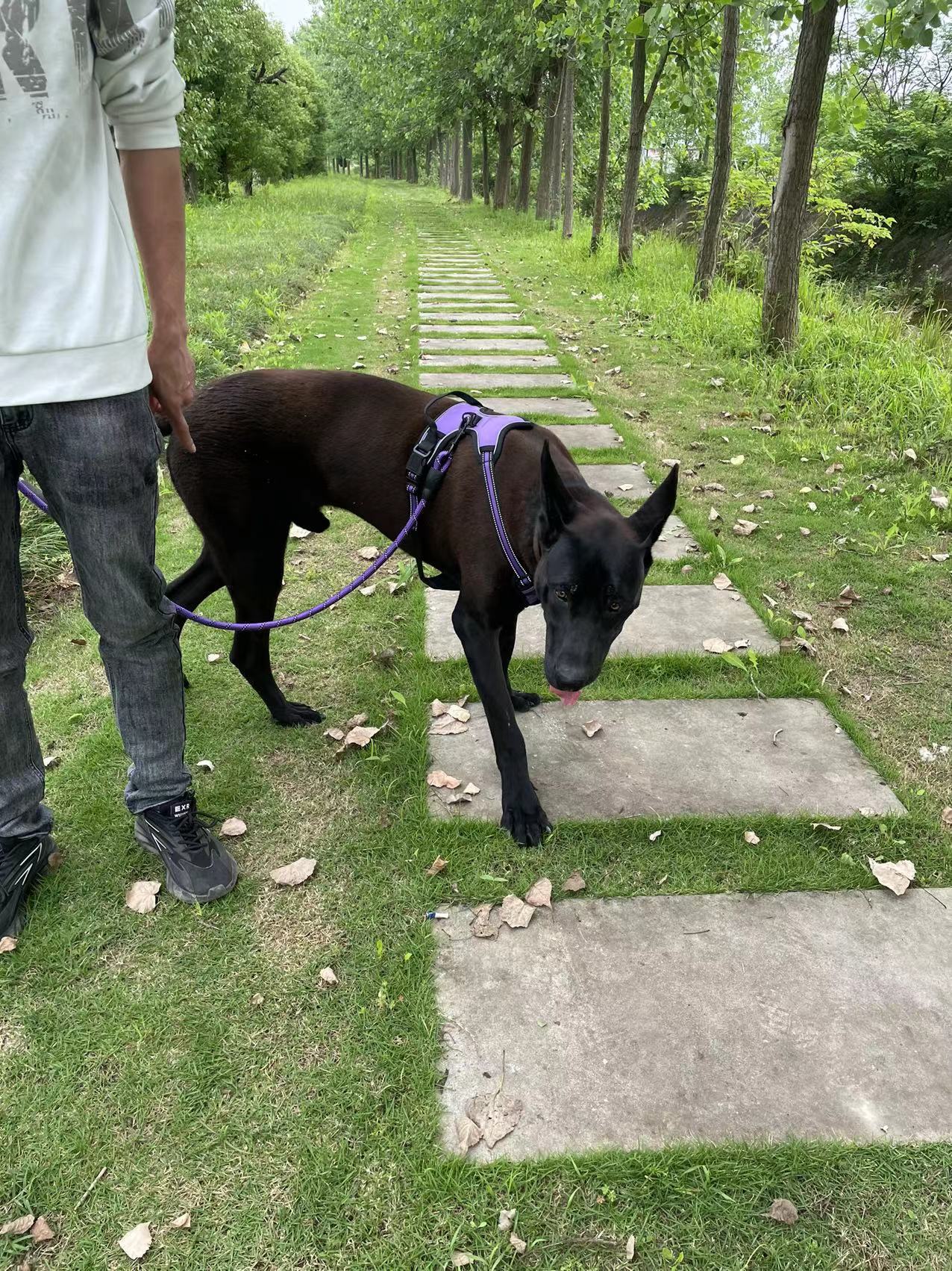 Amazon reflective pet chest strap dog leash explosion-proof chest strap dog vest type leash pic 14