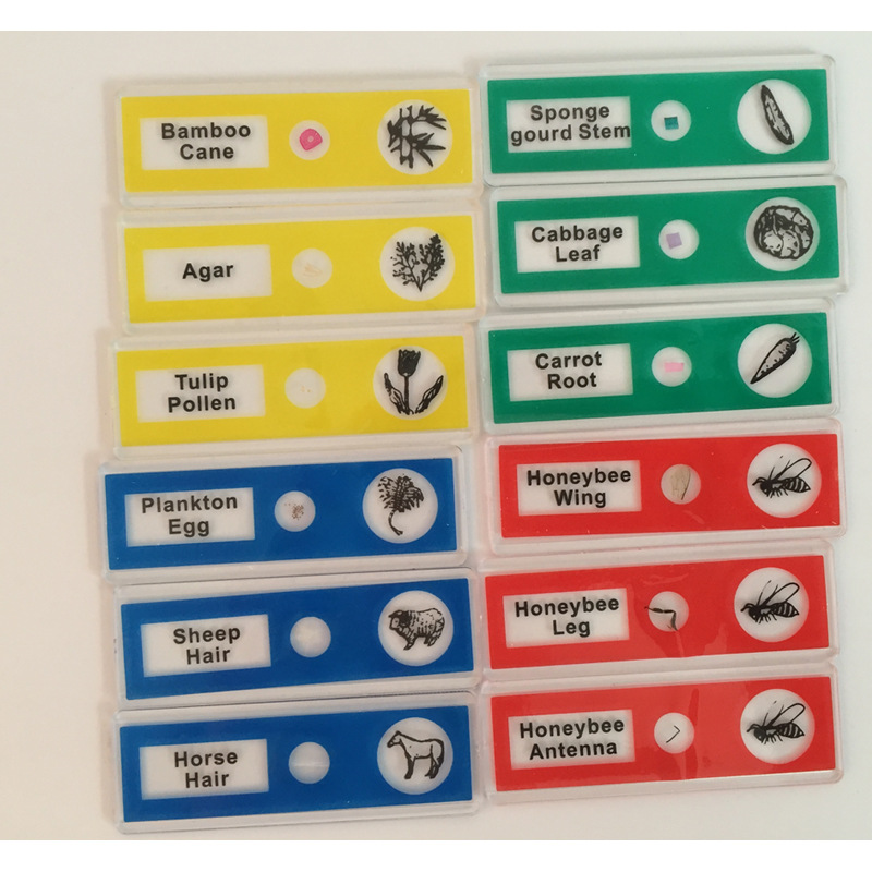 Customizable biological specimen cutting and microscope specimen slides for primary and secondary school students pic 3