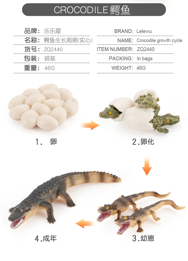 鳄鱼成长周期_03.jpg