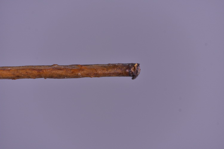 Factory direct sales of artificial Ma Sang Fruit Mountain return artificial berries wholesale living room model room banquet decoration wild fruits pic 13