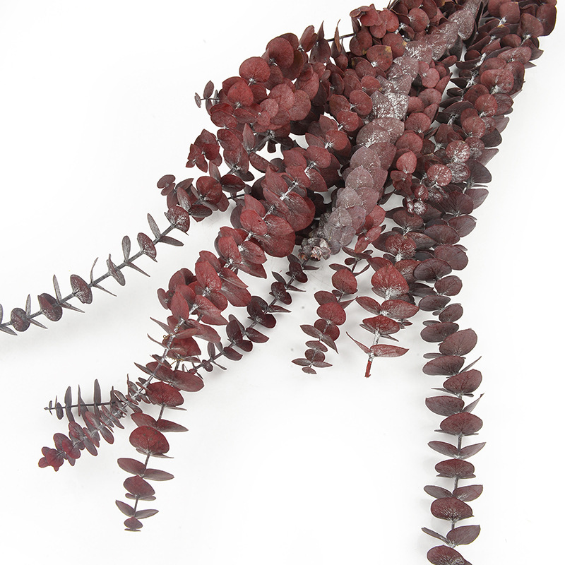 尤加利叶 批发圣诞节礼物花材铜钱桉永生苹果叶家居装饰                                  详情4