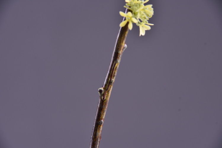 Wholesale artificial yellow osmanthus and laurel, green landscape garden artificial trees, decorative golden osmanthus leaves, home, hotel and homestay artificial flowers pic 33