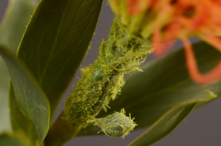 Factory direct sales, wholesale of in-stock inventory of artificial large needle cushion flowers, artificial flower sets, wholesale of living room, dining table, entrance hall, desktop decoration, flower arrangement and ornaments pic 39