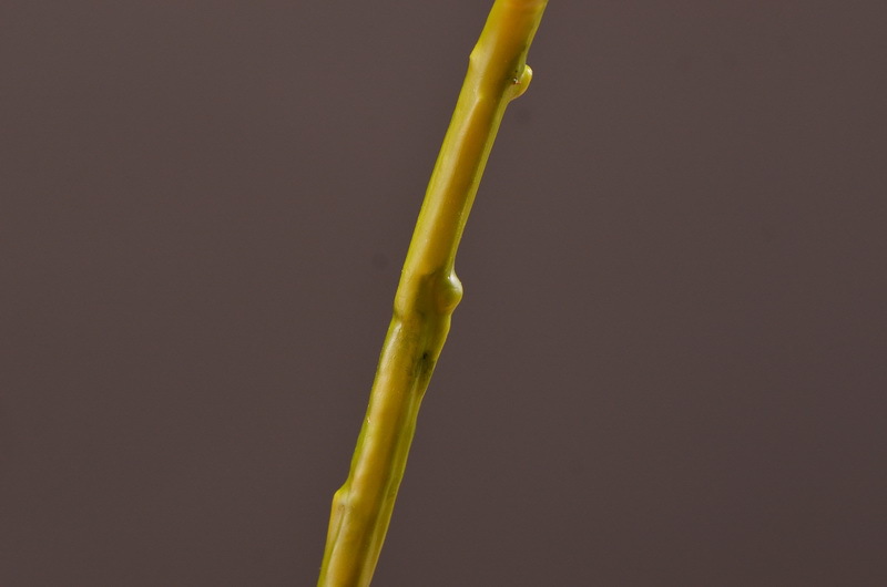 Wholesale of artificial large-branch peonies for home, hotel, restaurant soft decoration, artificial flowers and artificial paeonies from the manufacturer pic 33