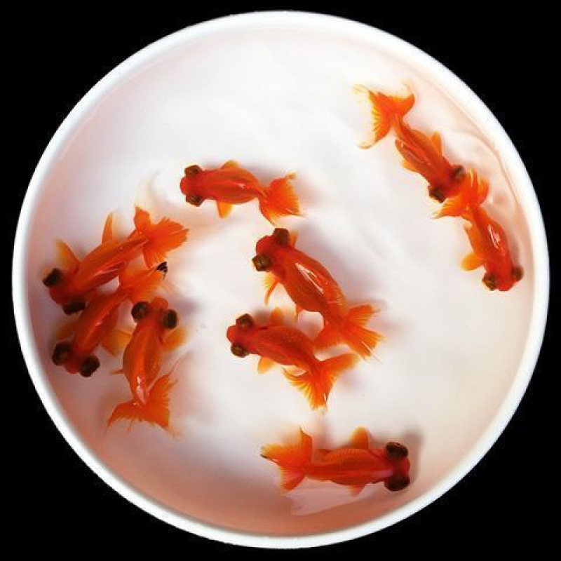 仓鼠粮五谷粮食金丝熊主粮营养饲料杂粮面包虫小物用品批发跨境详情5