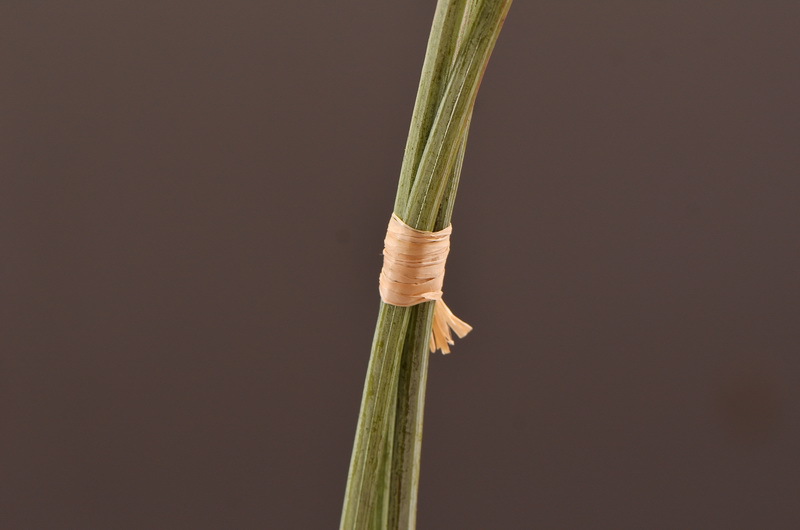 Wholesale of high-end artificial fruits, artificial flowers, photography props, teaching AIDS, dried artificial flowers and flower arrangement materials from the original factory pic 34