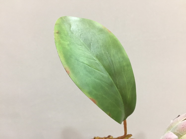 Dongli Flower Industry Factory offers direct sales and wholesale of tropical flowers, including simulated little emperor flowers, Nordic minimalist living room and home decoration simulated flowers, as well as entrance and table flowers pic 21