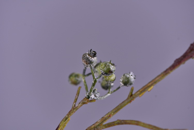 Factory direct sales of artificial Ma Sang Fruit Mountain return artificial berries wholesale living room model room banquet decoration wild fruits pic 9