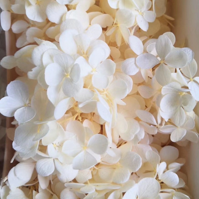Natural plant preservation eternal flower Atlantis wood hydrangea floating bottle, special for flower arrangement handicrafts pic 4