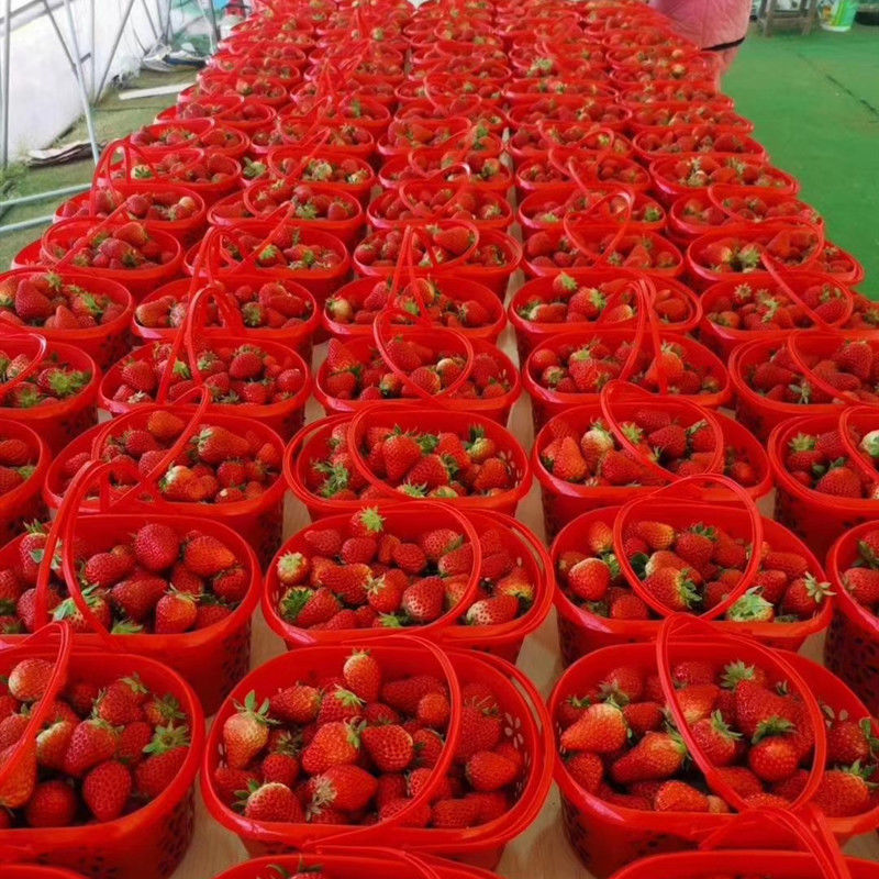 草莓采摘篮塑料水果篮-斤蓝莓樱桃桑葚杨梅手提塑料筐快递包邮详情20