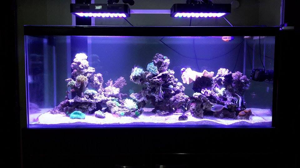 165W aquarium lamp, dimmable, Marine tank, coral aquatic plant lamp, fish tank lighting, full-spectrum Marine coral fish tank pic 19