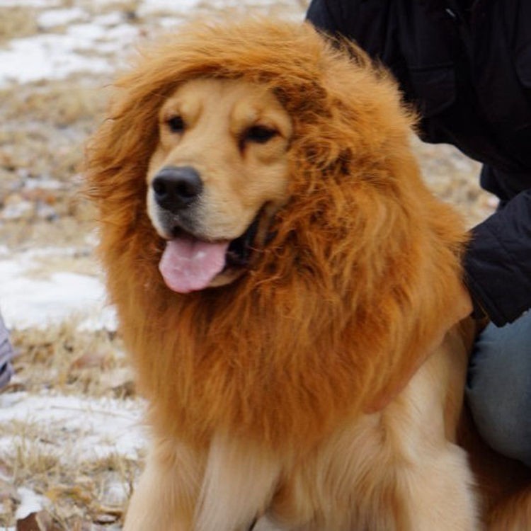 Pet headgear, winter warm and comfortable dog headwear, Halloween pet lion head wig, pet wig supplies pic 2