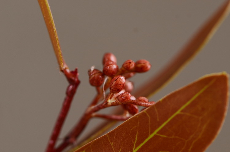 Dongli Flower Industry, the original manufacturer, offers direct sales of green plants in stock, wholesale of artificial leaves, round leaves with fruits, eucalyptus leaves, eucalyptus leaves, and one-piece consignment pic 37