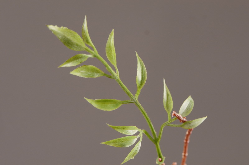 Wholesale of artificial pomegranate and wabi-sabi style Chinese hotel, home and restaurant decoration artificial flowers and artificial berries from the manufacturer pic 7