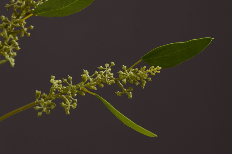 Dongli Flower Industry Decoration Green Nordic Home Artificial Flower Plants Wholesale Flower arrangement materials Artificial leaves, small branches with fruits eucalyptus leaves pic 10