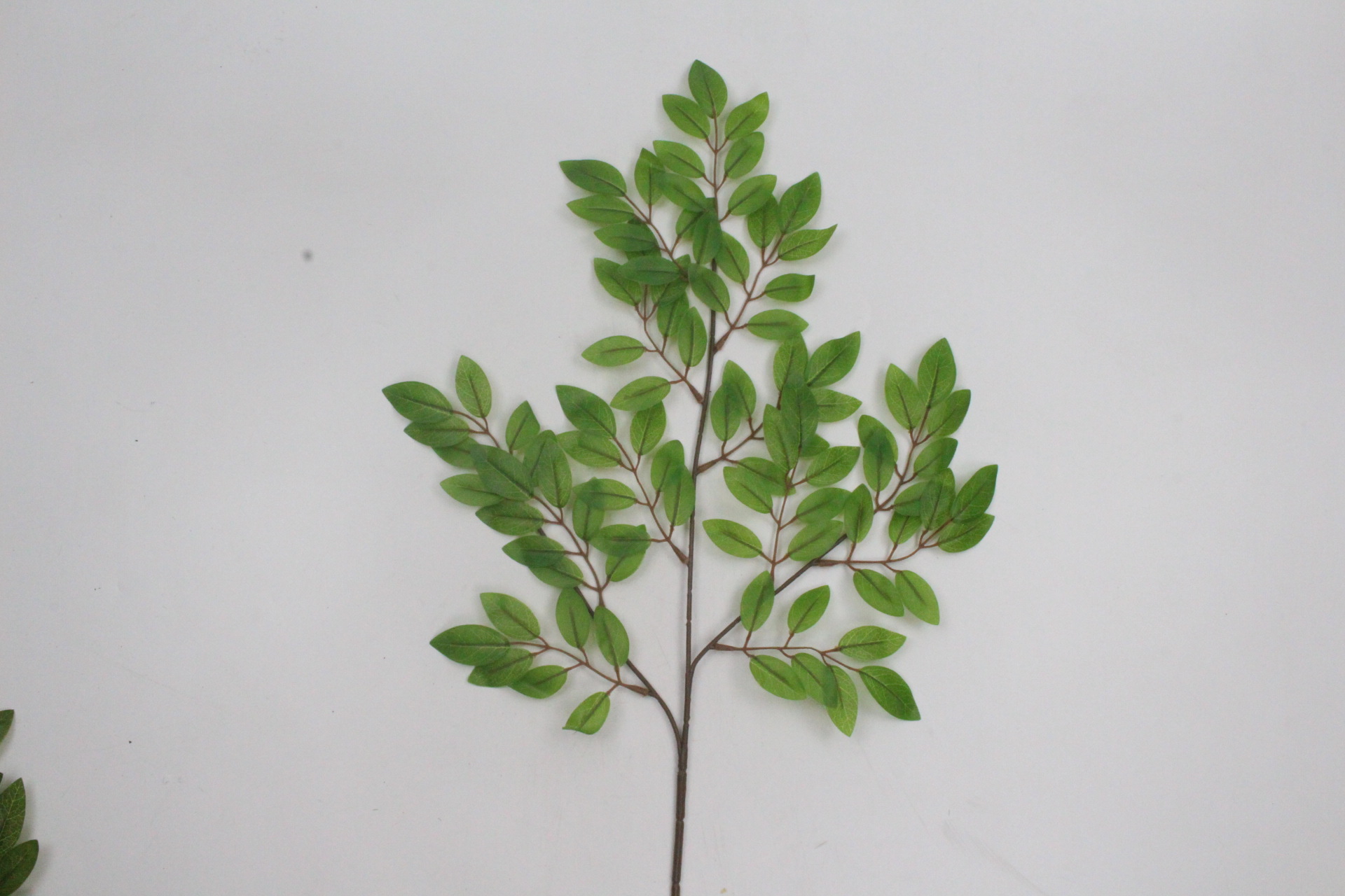 豆花叶三叉枝 (5).JPG