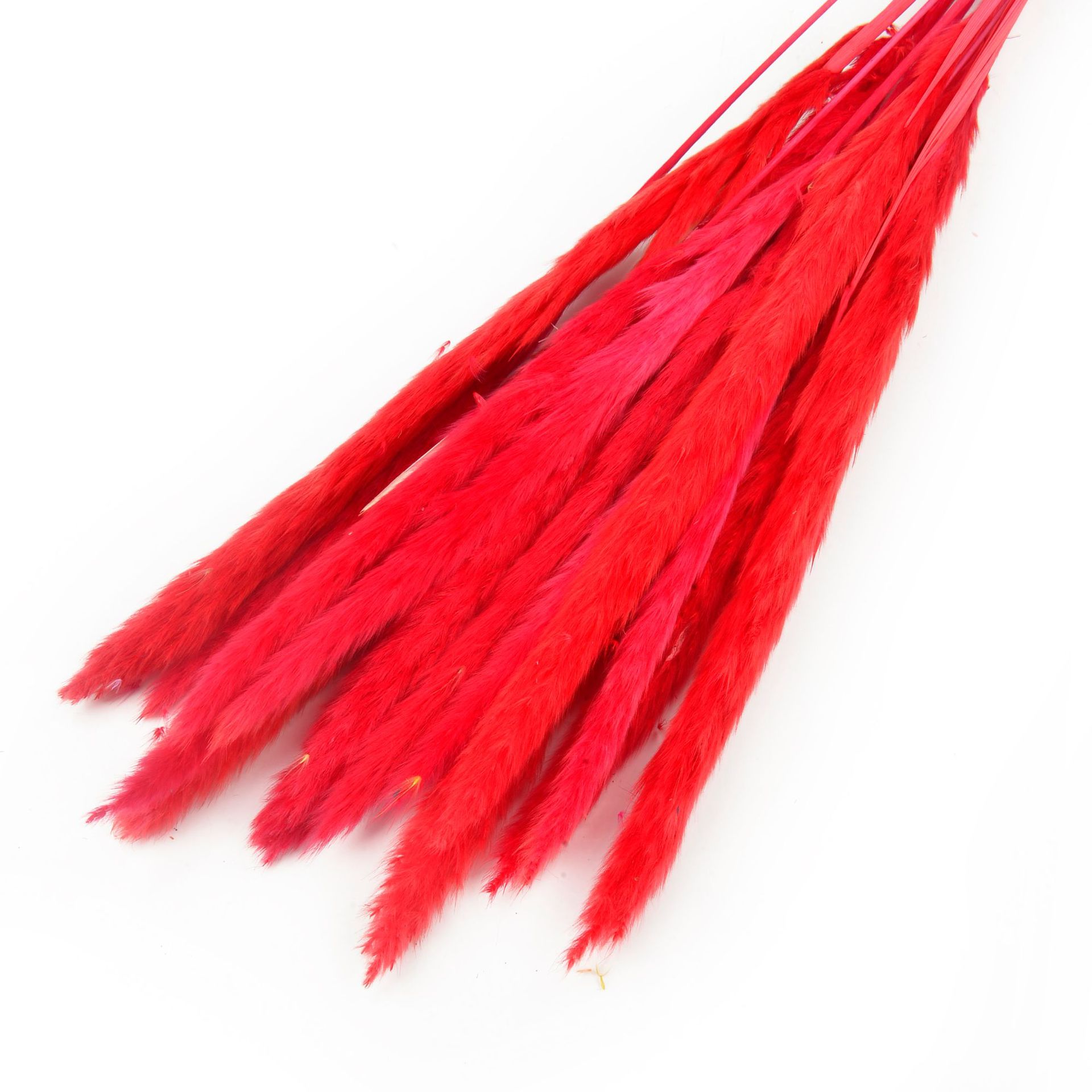 永生花小芦苇干花花束批发ins风家居装饰小芦苇厂家批发                                 详情19