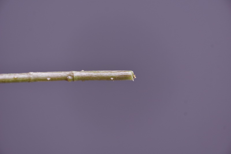 Simulated retro charred edge rose bud home, hotel, banquet table flower, high-end simulated rose, simulated dried flower pic 12