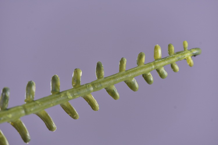 Factory direct sales of artificial green plants wholesale, artificial fern leaves, peacock fern, home banquet, homestay, wedding artificial plants, Lanjin artificial ferns pic 8