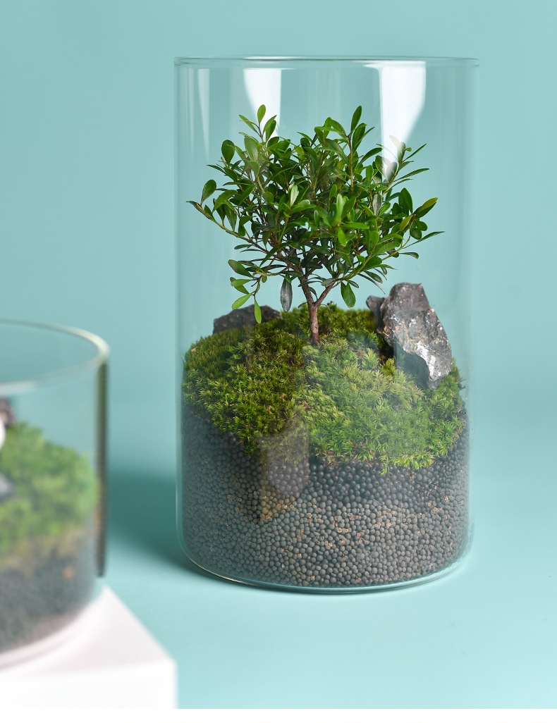 Wholesale transparent micro-landscape glass vase ornaments, hydroponic ecological bottles, diy moss tanks, succulent flower POTS, glass jars pic 16