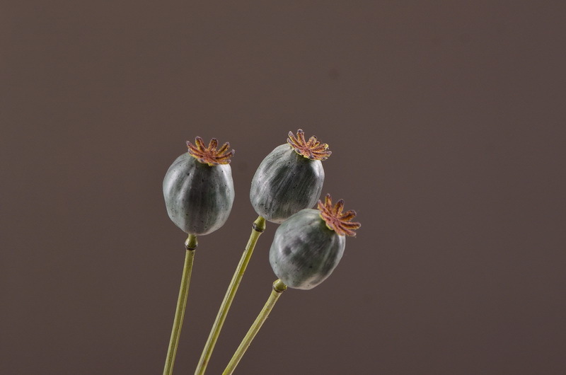 Wholesale of high-end artificial fruits, artificial flowers, photography props, teaching AIDS, dried artificial flowers and flower arrangement materials from the original factory pic 17