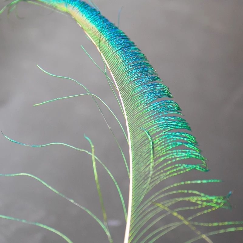 Wholesale of peacock feathers, natural peacock feathers, single-sided feathers, DIY handicrafts, materials, decorative ornaments pic 7