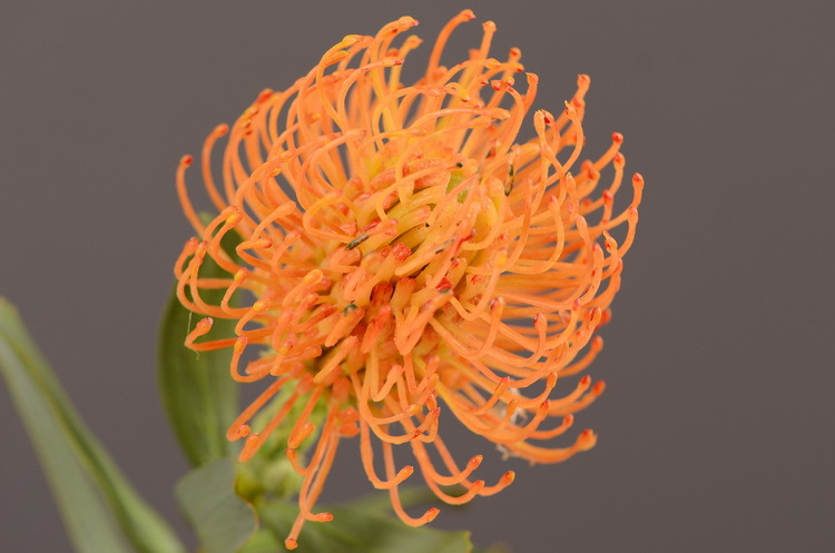 Factory direct sales, wholesale of in-stock inventory of artificial large needle cushion flowers, artificial flower sets, wholesale of living room, dining table, entrance hall, desktop decoration, flower arrangement and ornaments pic 11