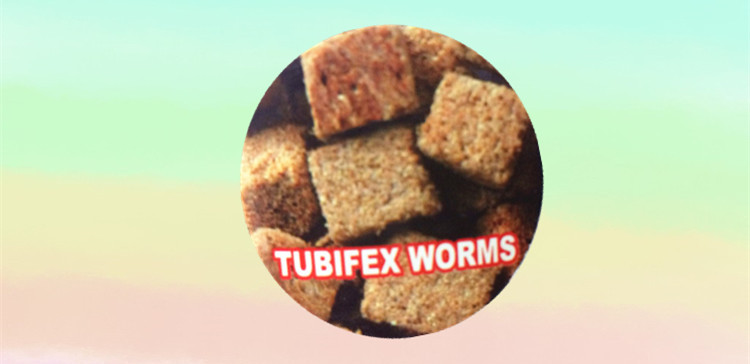We can export and wholesale fish feed, dried red worm filaments, fish food, FD Tubifex, and small fish quantities pic 28