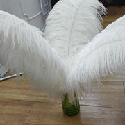 The feather fan is a special prop for the dance performance of the ostrich-colored feather fan used by the palace film crew pic 14