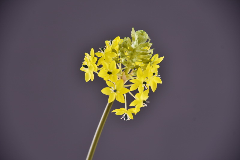 High-end artificial flower wholesale with simulated Bethlehem Star line floral design and simulated velvet decorative artificial flowers pic 16