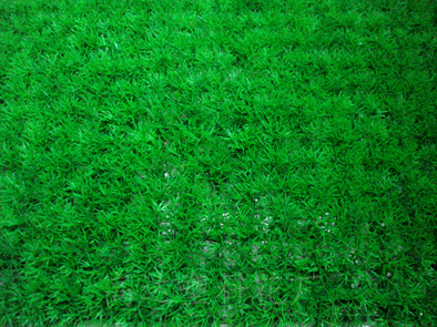 Yiwu factory direct sales of artificial four-headed grass lawn wholesale, artificial turf plastic 60*40cm fish tank water plants pic 13