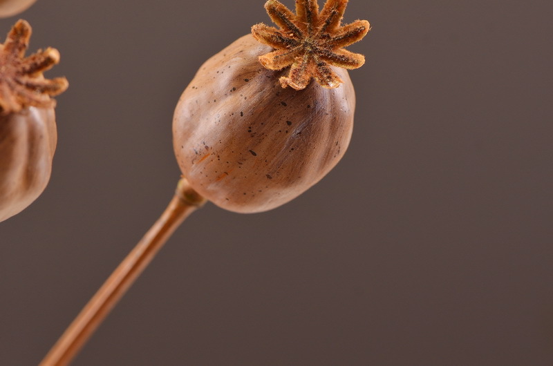 Wholesale of high-end artificial fruits, artificial flowers, photography props, teaching AIDS, dried artificial flowers and flower arrangement materials from the original factory pic 6