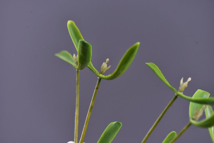 Factory direct sales of artificial mistletoe, wholesale of artificial plants, flower arrangement materials, window display, soft furnishings, pearl fruit and green plants pic 6