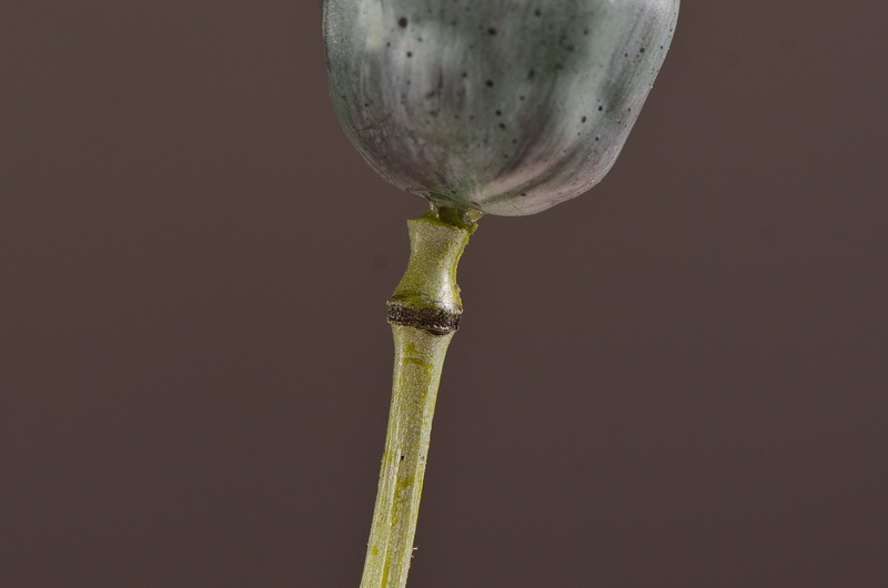 Wholesale of high-end artificial fruits, artificial flowers, photography props, teaching AIDS, dried artificial flowers and flower arrangement materials from the original factory pic 22